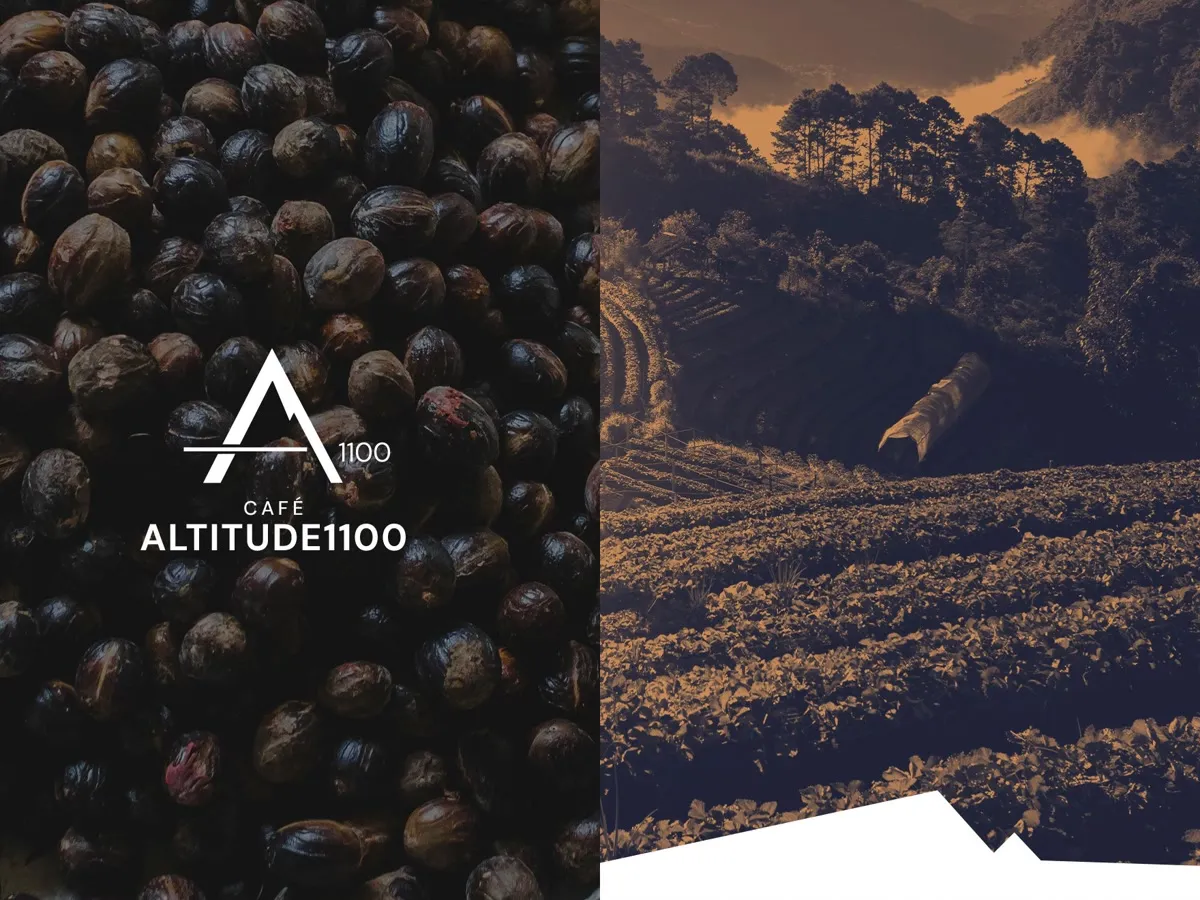 Marca Café Altitude 1100 sobre foto de grãos, ao lado de uma lavoura em tom dourado