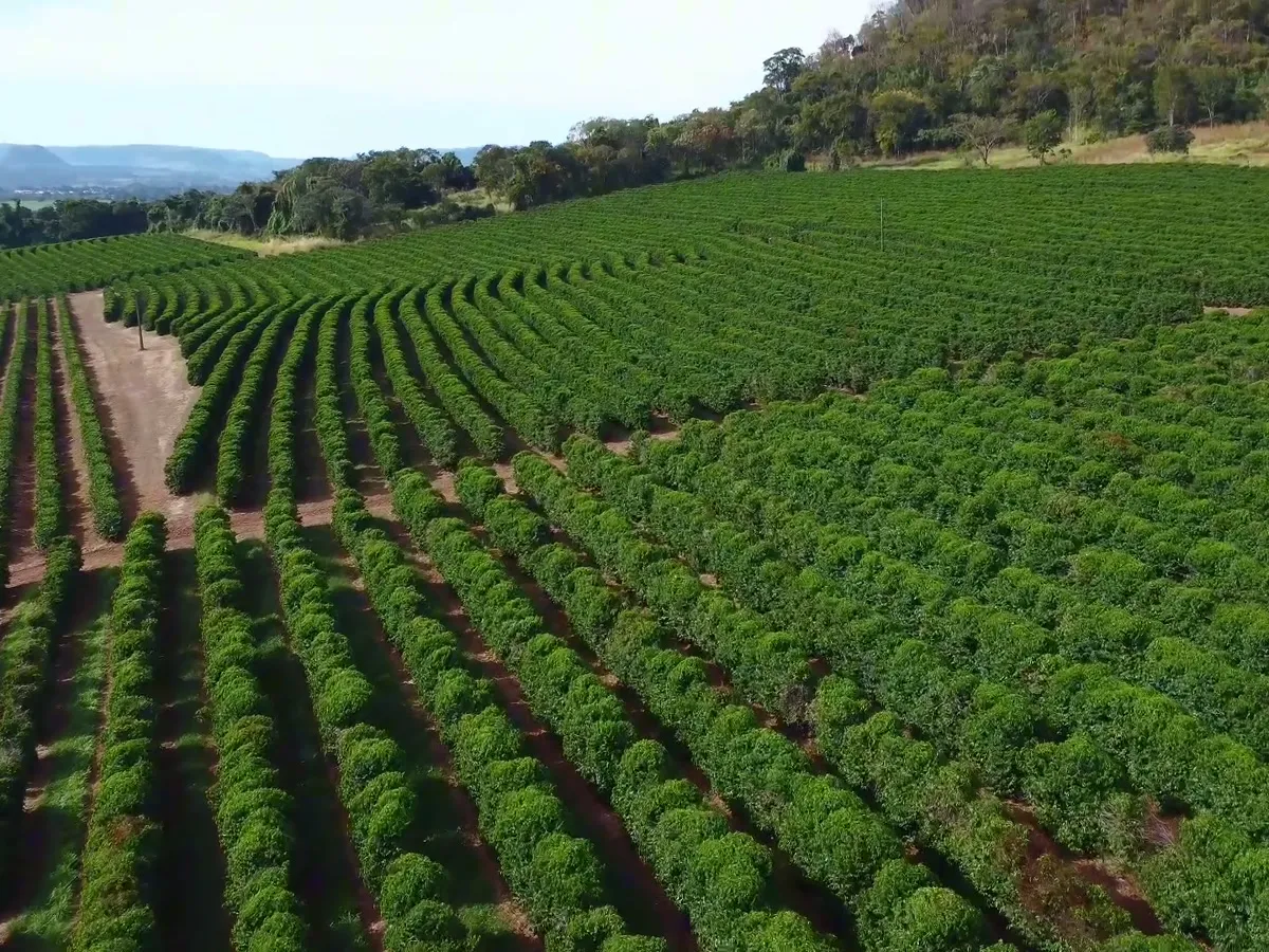 Fileiras de café em curva de nível, com morro ao fundo