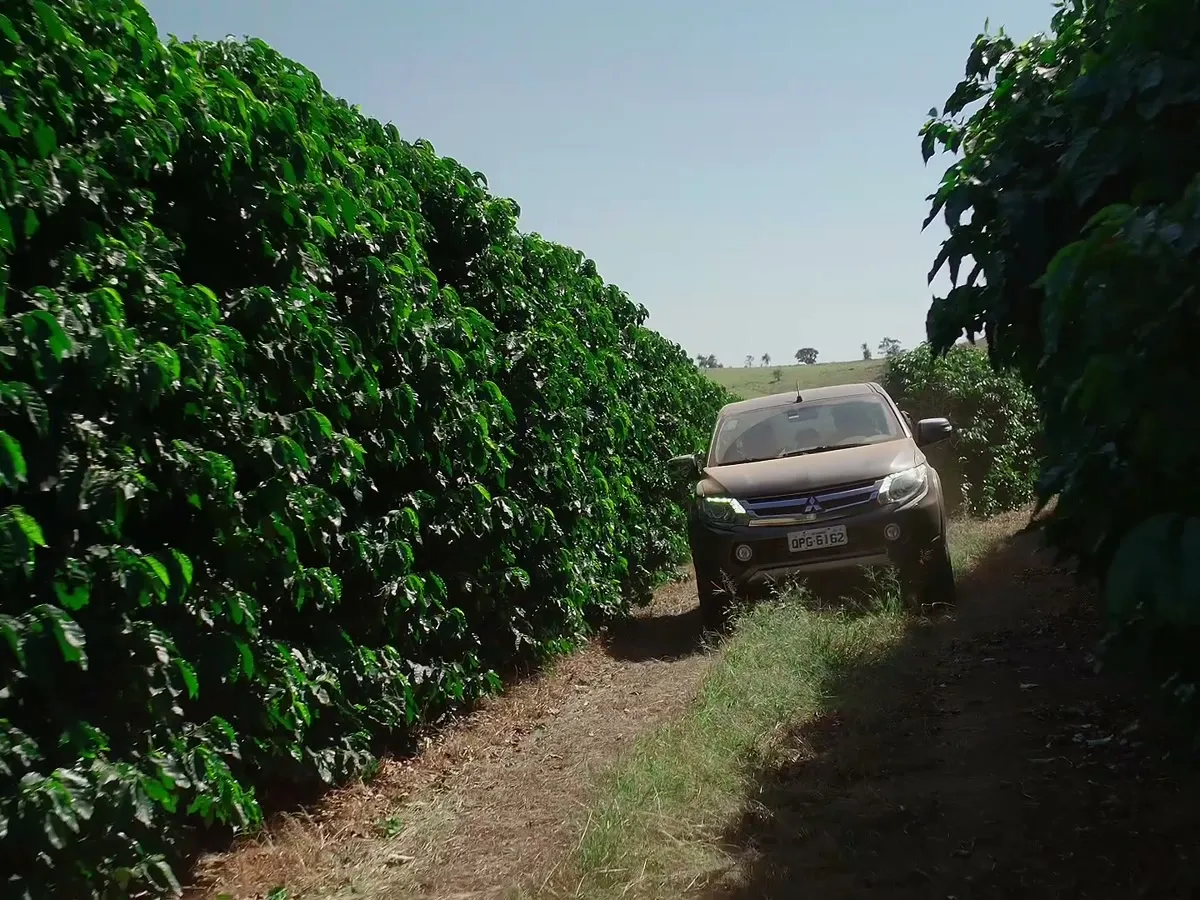 Caminhonete avança por uma estrada de terra entre fileiras de pés de café